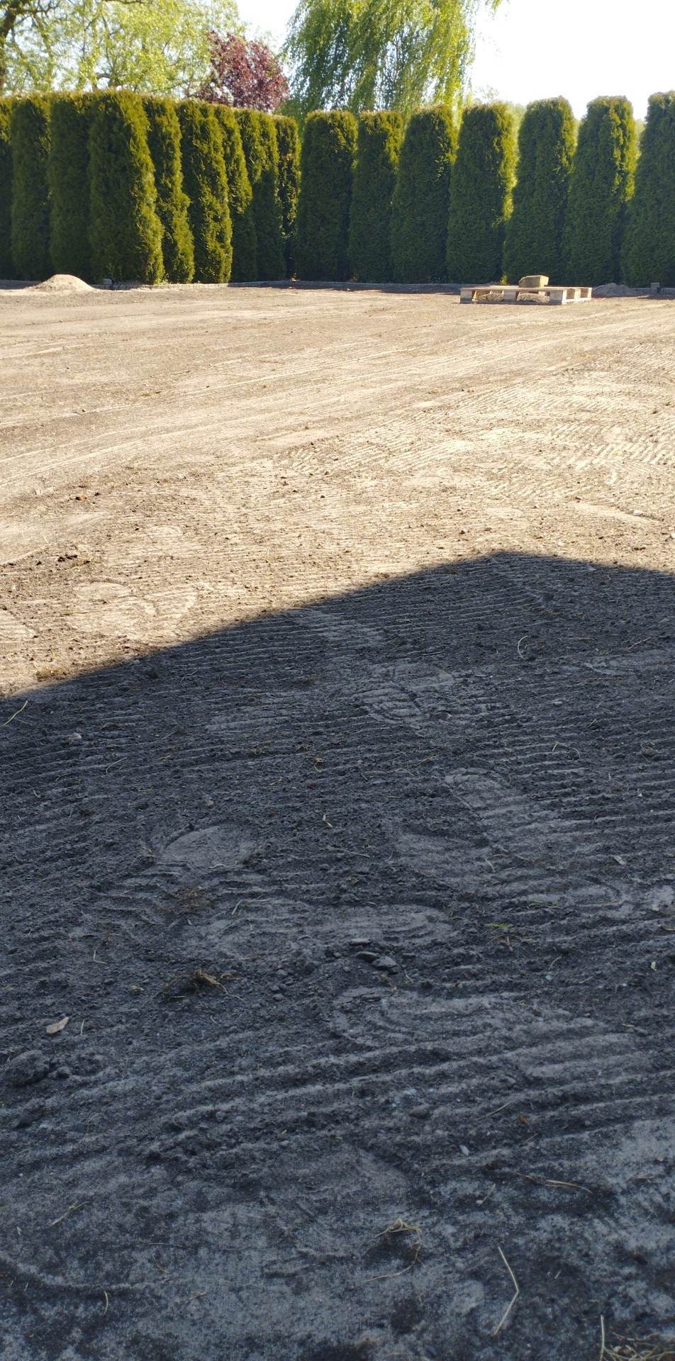 Przygotowany teren pod trawnik z widocznymi śladami po bronowaniu i rzędzie wysokich tuj w tle.