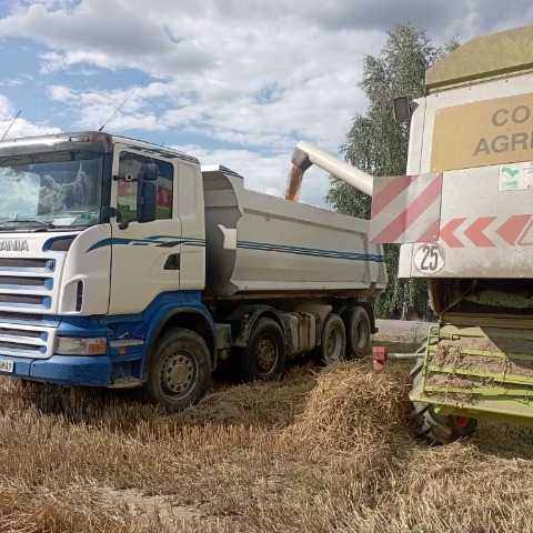 Kombajn przekazuje ziarno rurą do wywrotki Scania na polu po żniwach, widoczne ściernisko i fragment drzewa w tle.