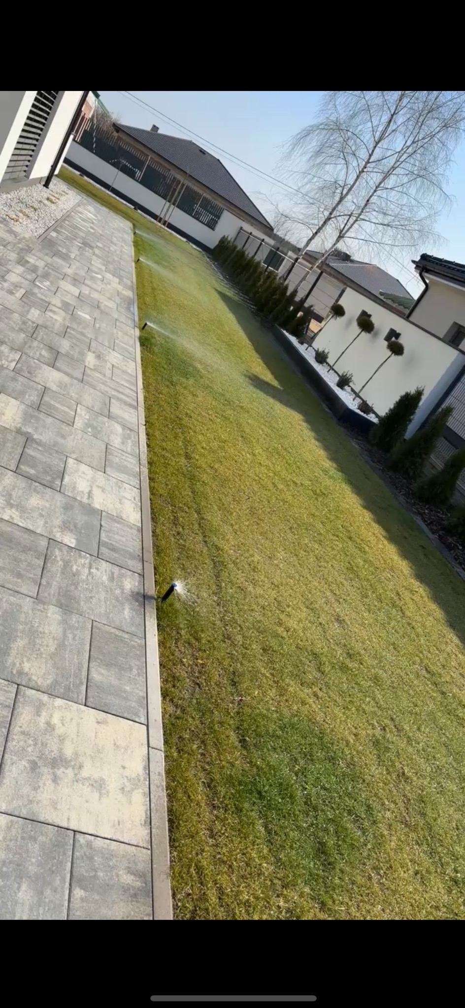 Automatyczne nawadnianie trawnika z dyszami w nowoczesnym ogrodzie. Widoczna kostka brukowa, trawa i ozdobne tuje. System nawadniania w akcji.