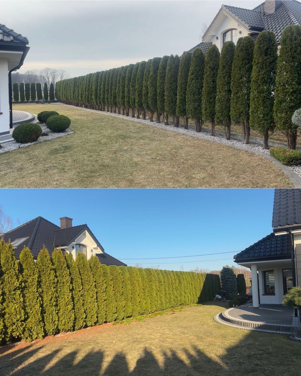 Dwa ujęcia: przed i po. Równy szpaler tuj oddziela posesje. Wiosenne i letnie ujęcie, ukazujące efekt wzrostu i zagęszczenia roślin. Trawa zadbana, otoczenie domu.