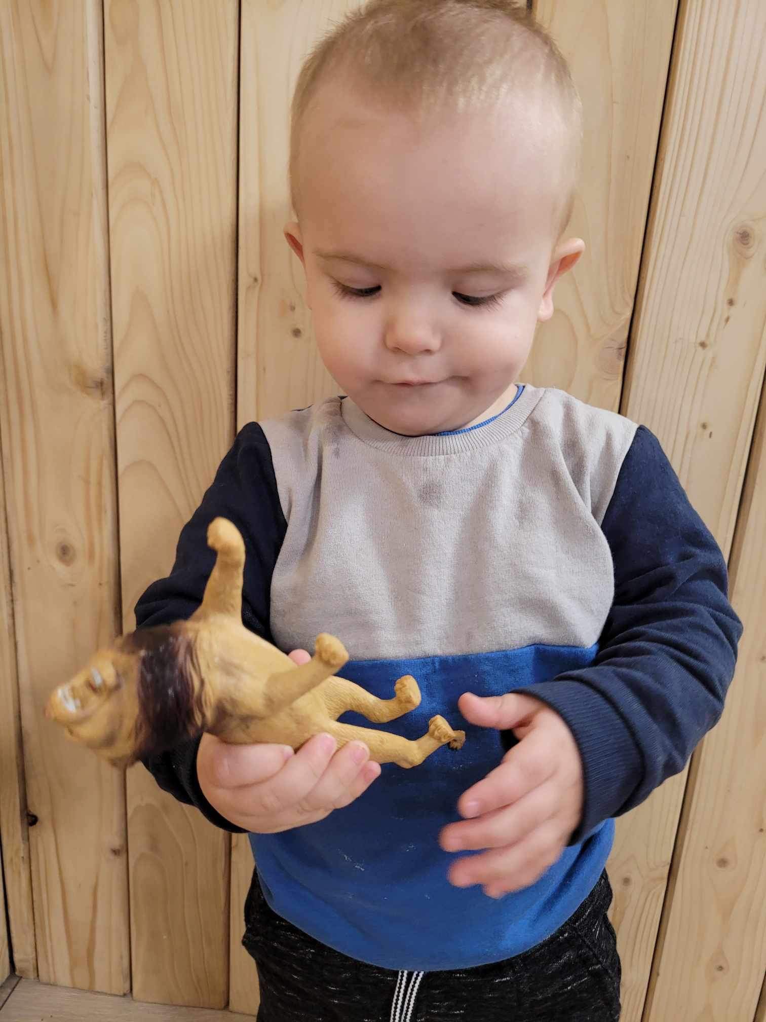 Mały chłopiec w bluzie z blokami kolorów trzyma plastikową figurkę lwa na tle drewnianej ściany.