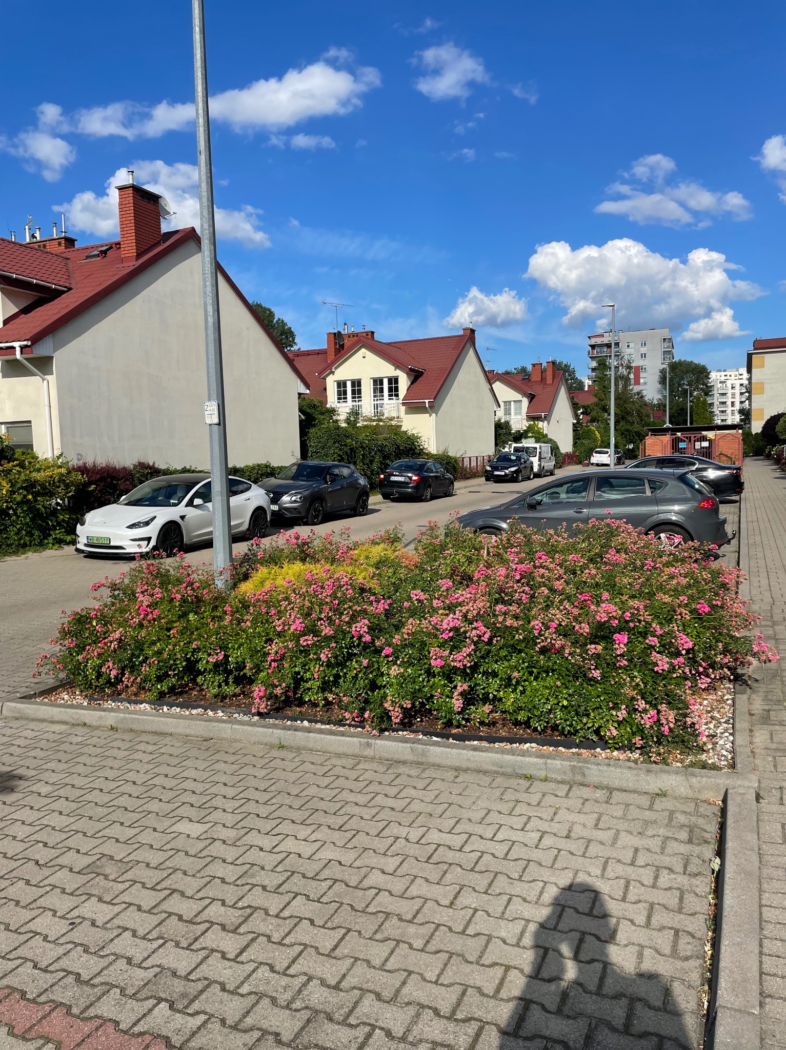 Kwitnący klomb różowy na tle parkingu z kostki brukowej i zabudowy osiedlowej w słoneczny dzień. Widoczny cień osoby robiącej zdjęcie.