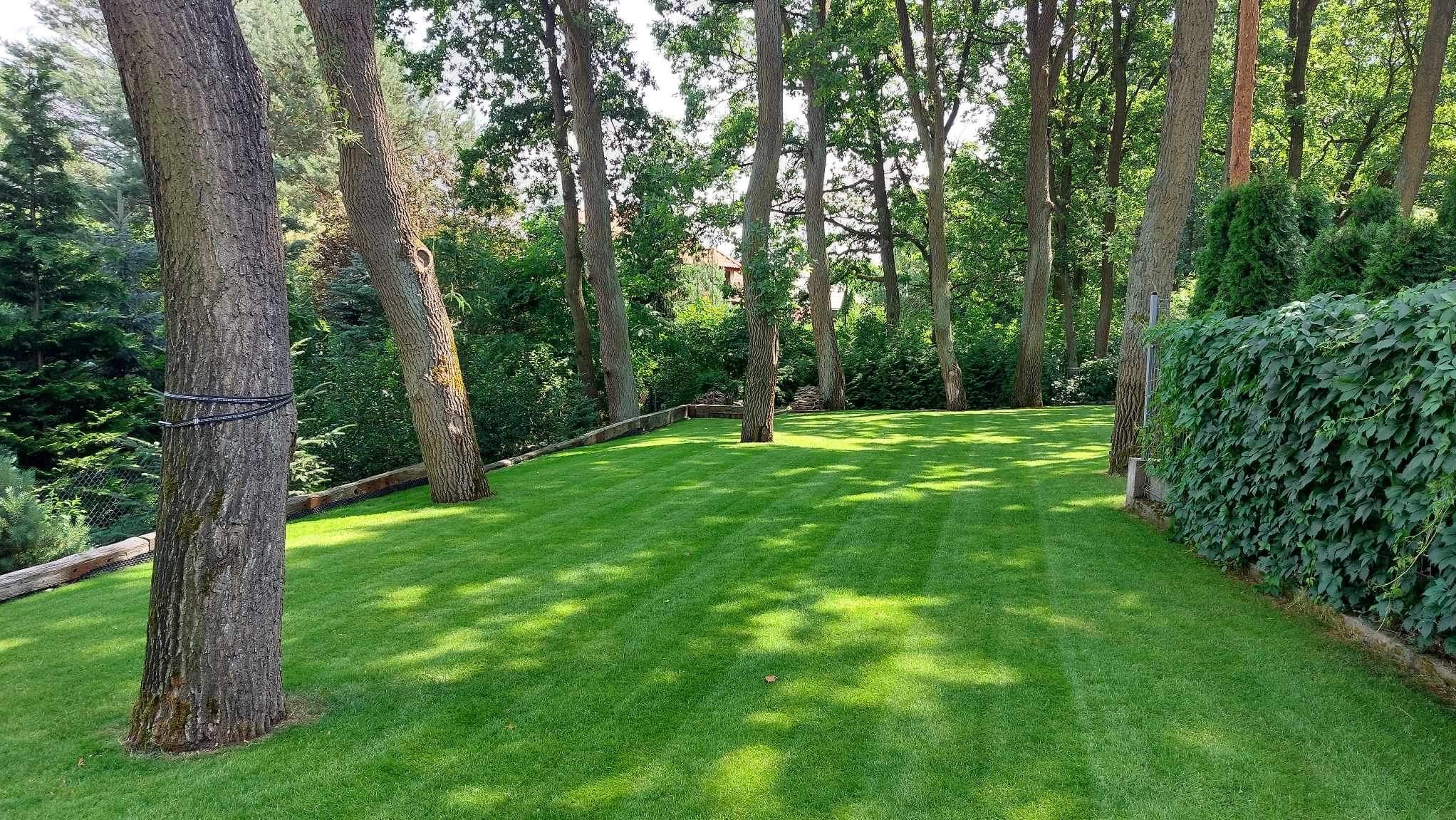 Perfekcyjnie skoszony trawnik w Warszawie z wyraźnymi pasami, otoczony drzewami i zielenią. Na pierwszym planie drzewo z czarnym zabezpieczeniem.