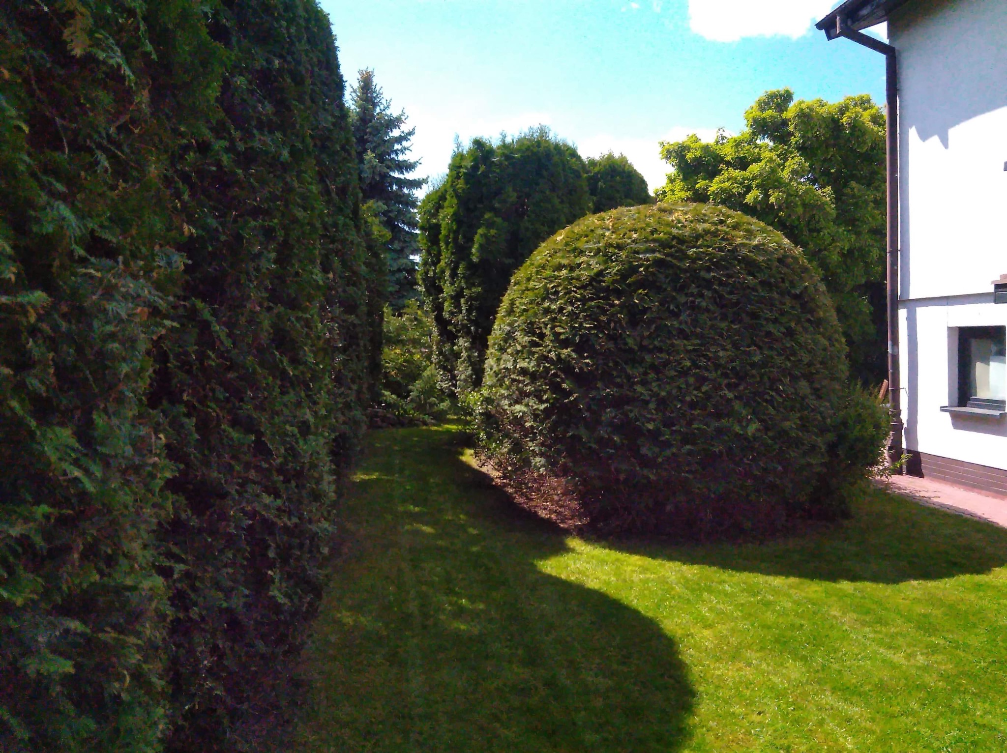 Zadbany ogród z równo przyciętymi krzewami w kształcie kuli i wysokim żywopłotem z tui, przylegający do białego budynku z ceglaną podmurówką w słoneczny dzień.