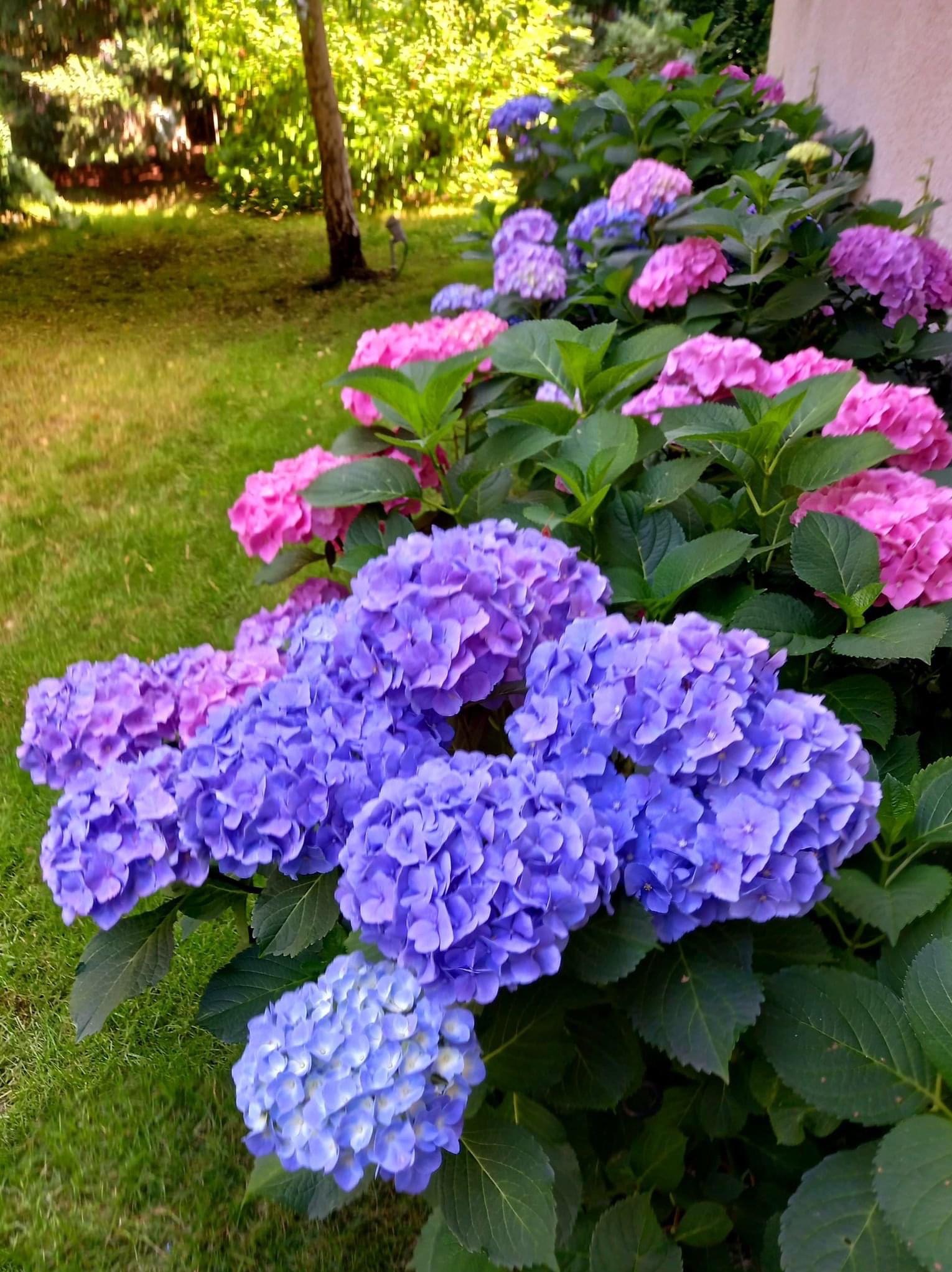 Kępa kwitnących hortensji w odcieniach fioletu i różu, z soczystą zielenią liści na tle trawnika i fragmentu ściany budynku. Ujęcie z bliska, podkreślające detale kwiatów.