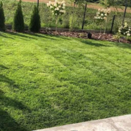 Perfekcyjnie utrzymany trawnik z równo przyciętą trawą, obrzeża z kory, rząd tuj i kwitnące hortensje na pniu w tle, ogrodzenie z siatki.