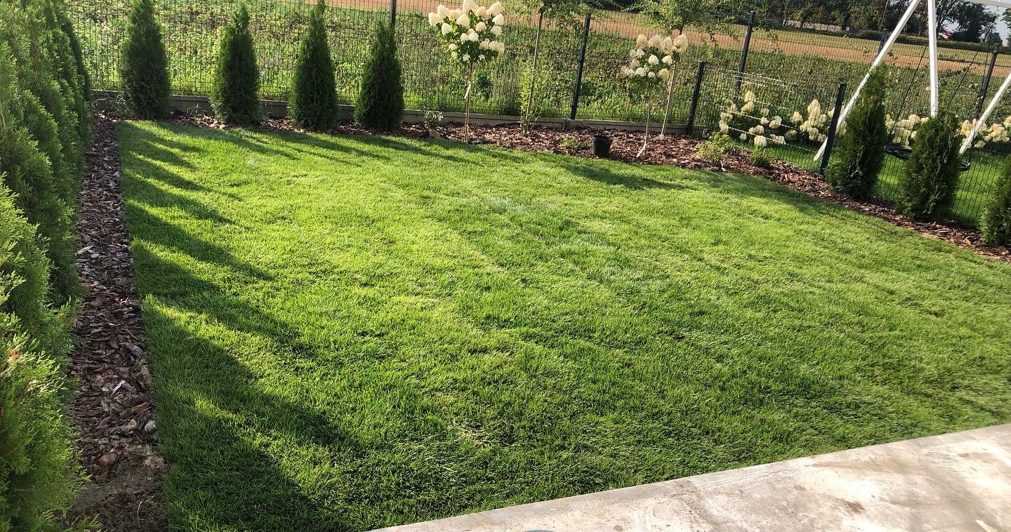 Perfekcyjnie utrzymany trawnik z równo przyciętą trawą, obrzeża z kory, rząd tuj i kwitnące hortensje na pniu w tle, ogrodzenie z siatki.