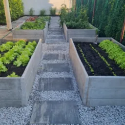 Podwyższone grządki warzywne z betonu, ścieżka z płyt kamiennych wysypana żwirem, różne gatunki sałat i warzyw w różnych stadiach wzrostu.