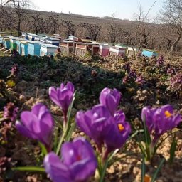 Pasieka pod dębami - Rząd kolorowych uli na skraju sadu, z fioletowymi krokusami na pierwszym planie i drzewami w tle.