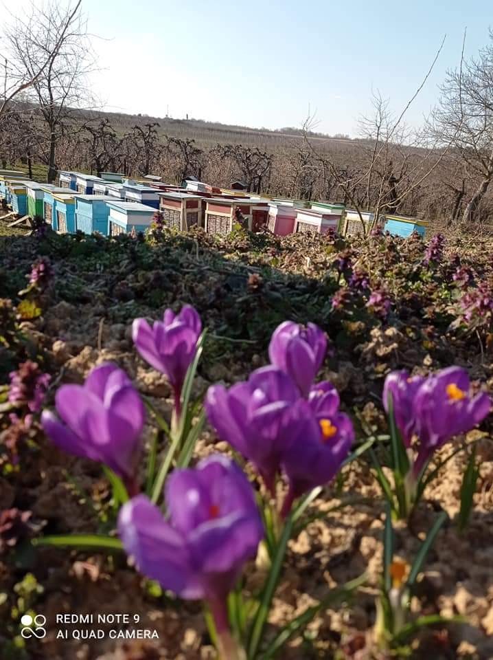 Rząd kolorowych uli na skraju sadu, z fioletowymi krokusami na pierwszym planie i drzewami w tle.