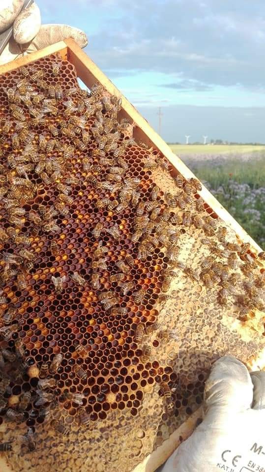 Ramka pszczela pełna pszczół i plastrów miodu, trzymana w rękawicy ochronnej na tle łąki i wiatraków.