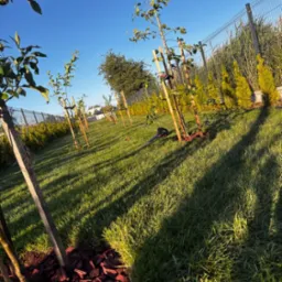 Rząd młodych drzewek owocowych, zabezpieczonych palikami i obsypanych korą, posadzonych w równych odstępach na zielonym trawniku, w słoneczny dzień.