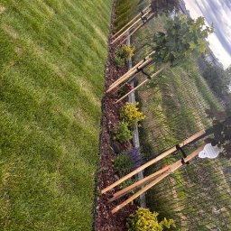 ZAKAQUA Michał Zakrzewski - Młode drzewa, podparte drewnianymi stemplami, posadzone wzdłuż ogrodzenia, z rabatą z kory i niskich roślin. Po lewej stronie widoczny trawnik.