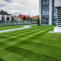 Przycinanie drzew Marki 1