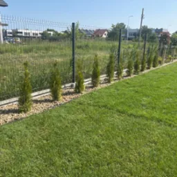 Równy trawnik sąsiaduje z rzędem posadzonych, małych drzewek iglastych, oddzielonych od trawnika kamieniami i siatką ogrodzeniową.