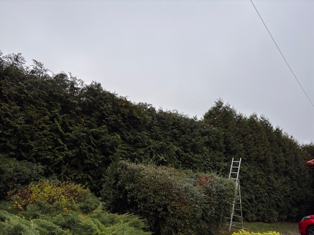 Długi szpaler wysokich, gęstych żywotników zachodnich, częściowo przyciętych, z drabiną opartą o krzew, widok w pochmurny dzień.