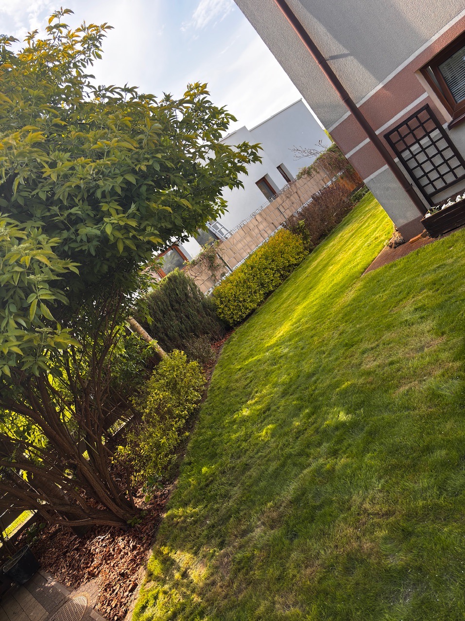 Zadbany ogród z równo przystrzyżonym trawnikiem i ozdobnymi krzewami, widziany pod kątem, z fragmentem budynku w tle i korą drzewną u podstawy drzewa.