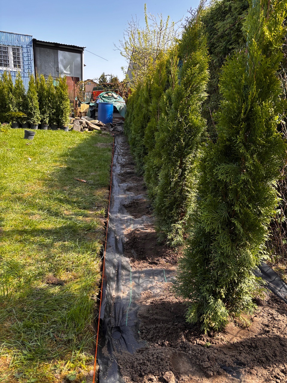 Rząd świeżo posadzonych, zielonych drzewek iglastych wzdłuż granicy działki, zabezpieczonych czarną agrowłókniną. Widoczne dołki przygotowane pod kolejne sadzonki.