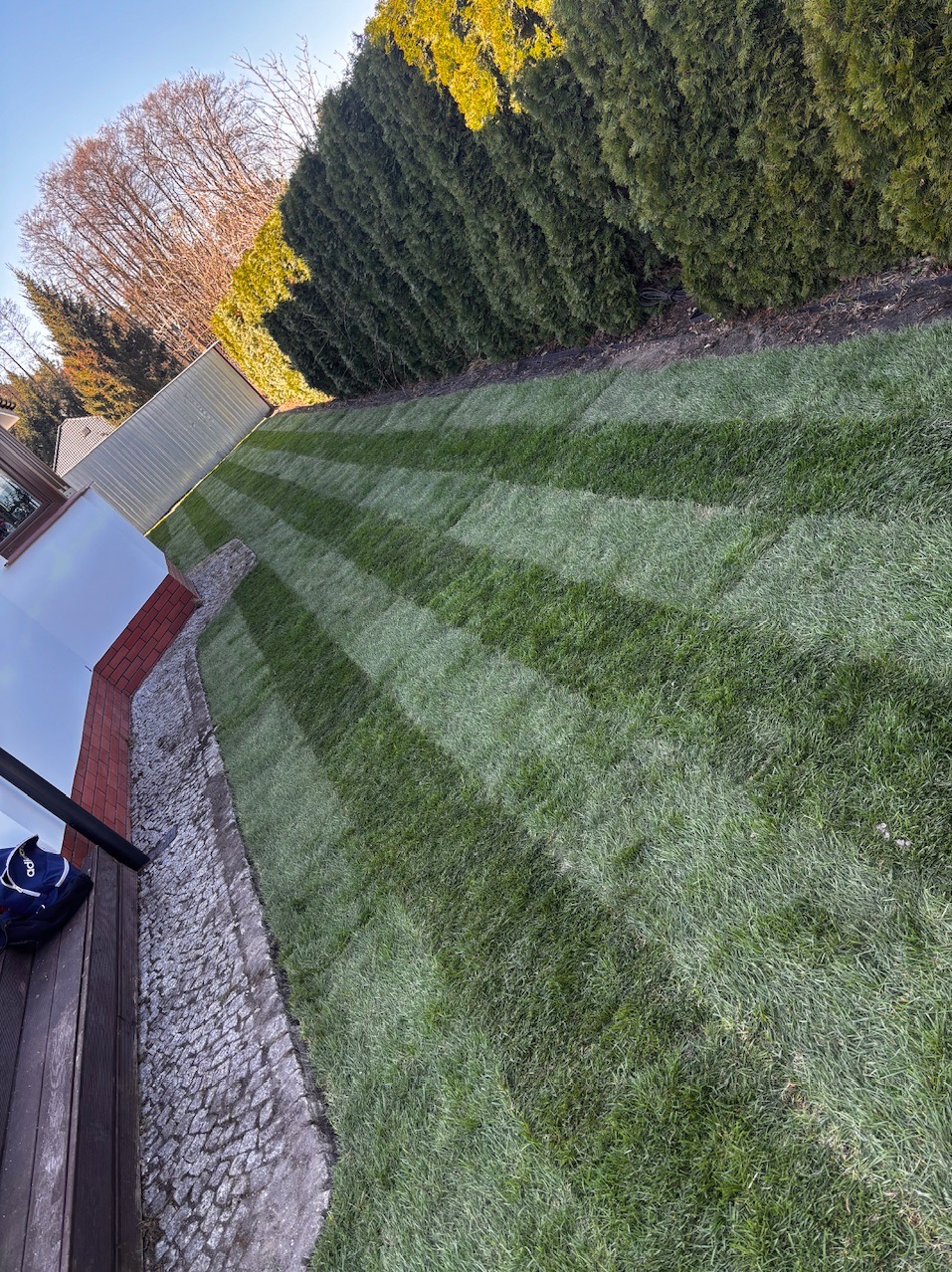 Świeżo skoszony trawnik z wyraźnymi pasami, obok żywopłot z tui, widok z boku, z perspektywy tarasu z kostki granitowej. W tle budynek gospodarczy.