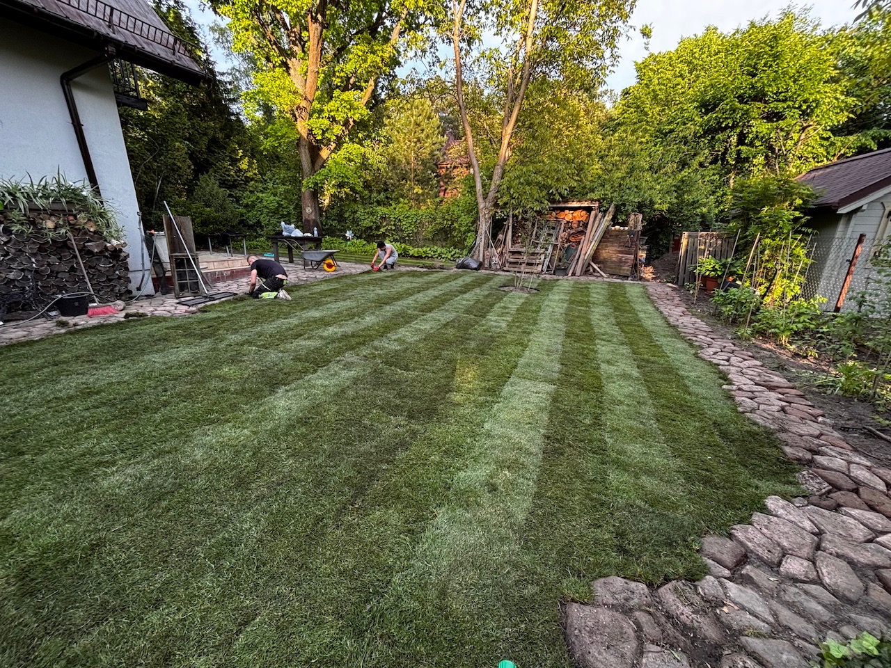 Układanie trawy z rolki w ogrodzie z kamienną ścieżką. Dwóch pracowników montuje pasy, tworząc wzór w paski. W tle widoczne drzewa i budynek.