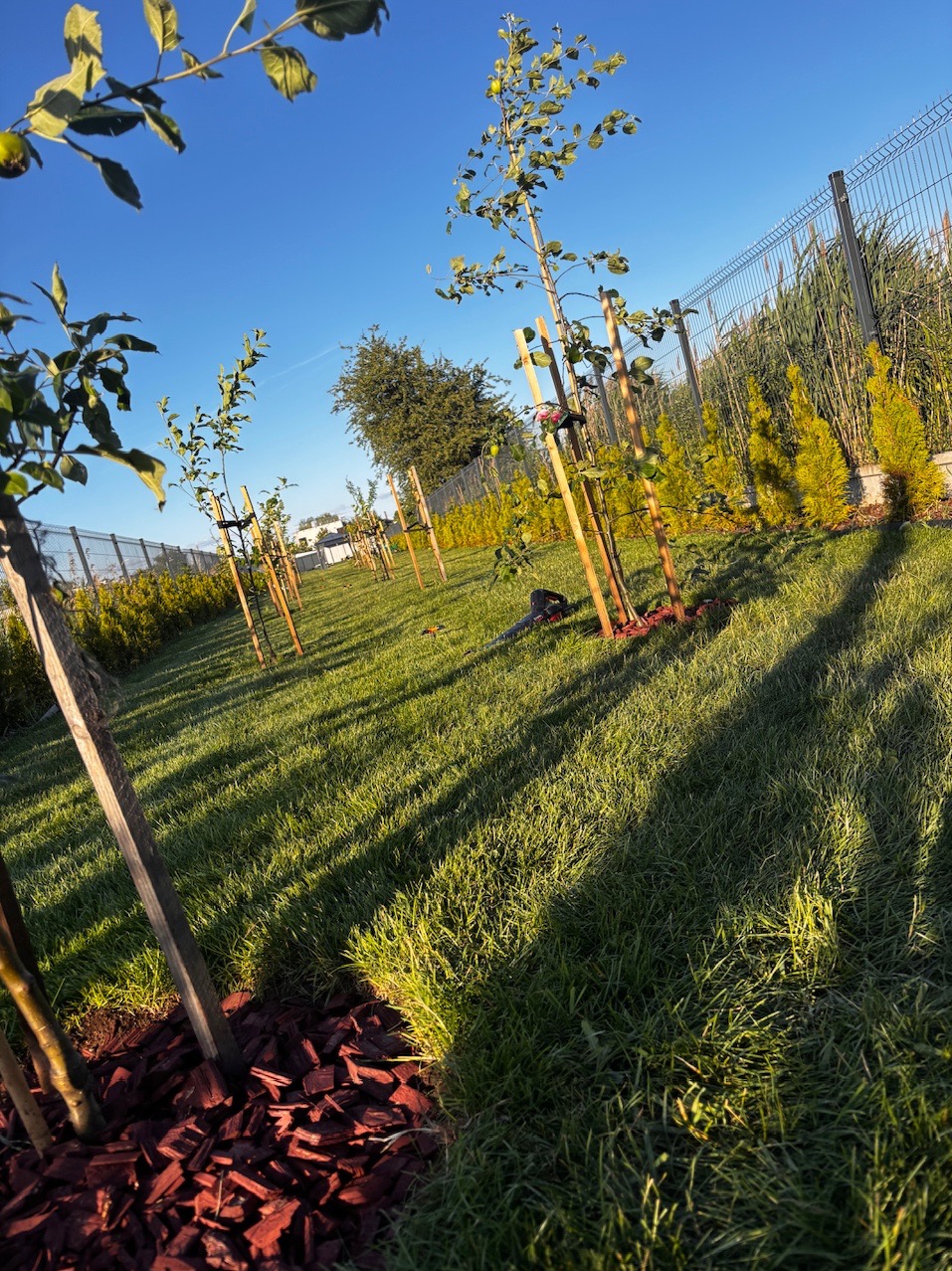 Rząd młodych drzewek owocowych, zabezpieczonych palikami i obsypanych korą, posadzonych w równych odstępach na zielonym trawniku, w słoneczny dzień.