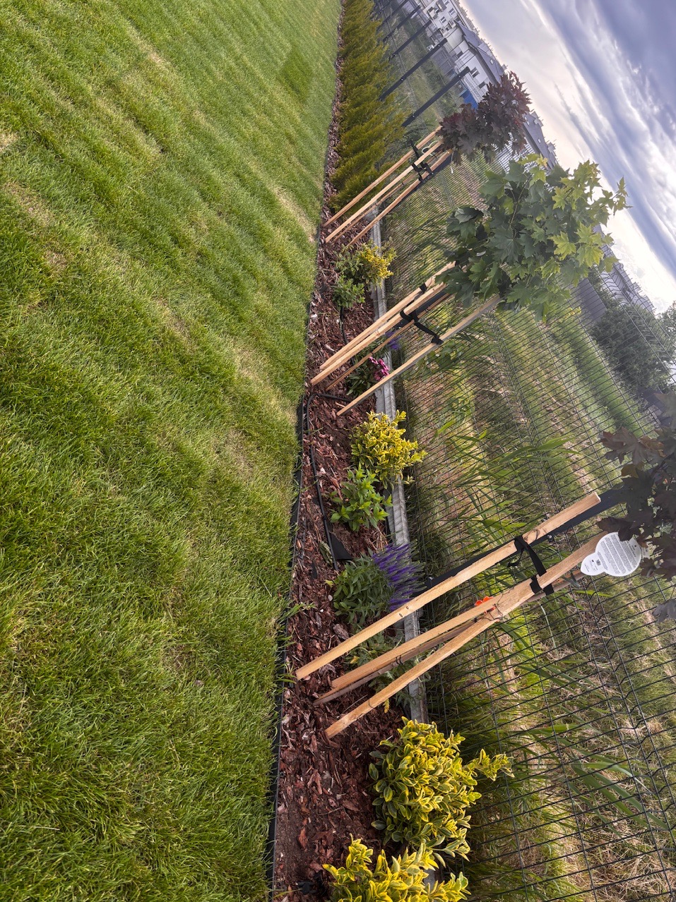 Młode drzewa, podparte drewnianymi stemplami, posadzone wzdłuż ogrodzenia, z rabatą z kory i niskich roślin. Po lewej stronie widoczny trawnik.