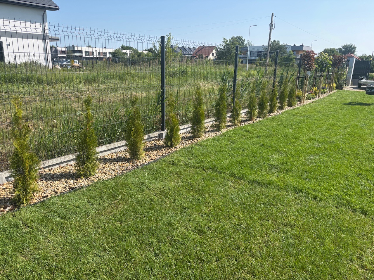 Równy trawnik sąsiaduje z rzędem posadzonych, małych drzewek iglastych, oddzielonych od trawnika kamieniami i siatką ogrodzeniową.