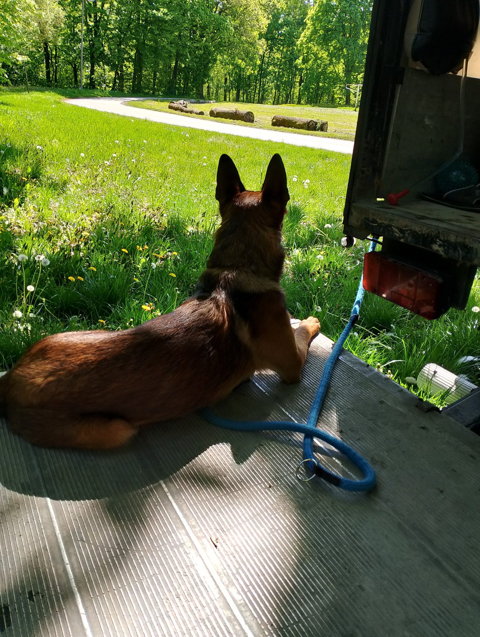 Pies rasy owczarek belgijski leży na rampie przyczepy transportowej, obok zieleni parku. Błękitna smycz leży obok. Widok z góry na zwierzę.