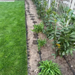 Świeżo założony trawnik z rolki sąsiadujący z rabatą z młodymi krzewami, system nawadniania kroplowego wzdłuż rabaty, widoczne obrzeże trawnikowe.