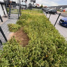 Maksymilian Gralec - Zarośnięty teren zielony z wykarczowanym fragmentem ziemi, obok budynki mieszkalne i parking. Widok z góry na zaniedbany ogród przed budynkiem.
