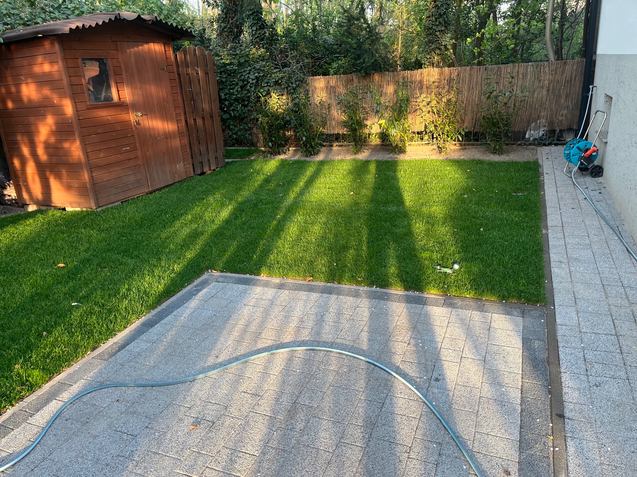 Świeżo skoszony trawnik z drewnianą szopą narzędziową w rogu, widok z góry na kostkę brukową i zwinięty wąż ogrodowy, w tle bambusowe ogrodzenie i zieleń drzew.