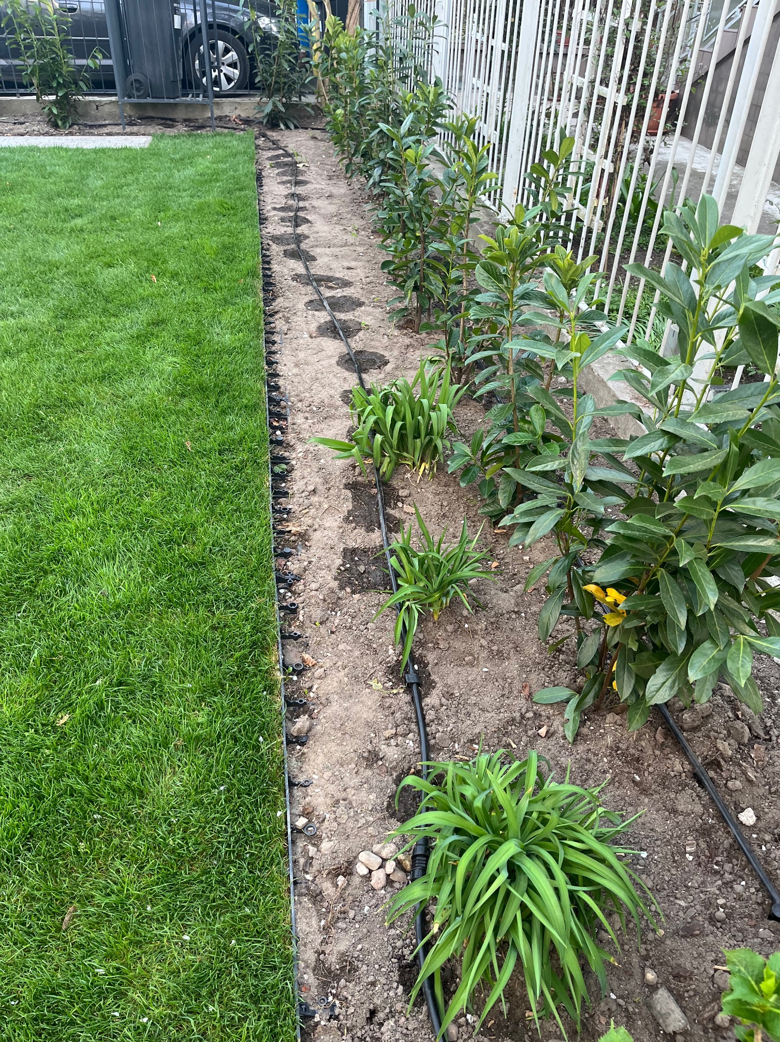 Świeżo założony trawnik z rolki sąsiadujący z rabatą z młodymi krzewami, system nawadniania kroplowego wzdłuż rabaty, widoczne obrzeże trawnikowe.