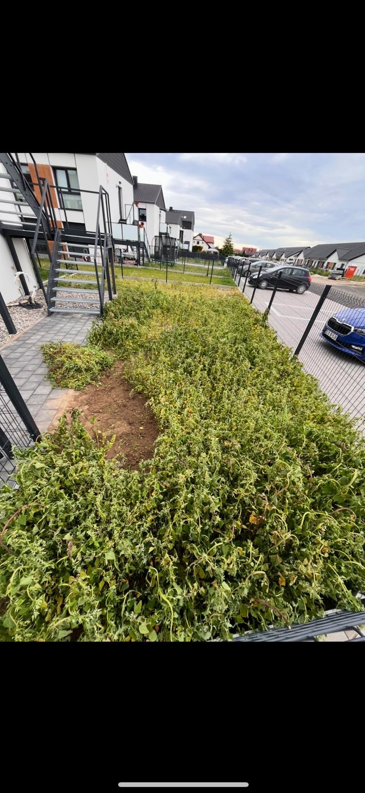 Zarośnięty teren zielony z wykarczowanym fragmentem ziemi, obok budynki mieszkalne i parking. Widok z góry na zaniedbany ogród przed budynkiem.