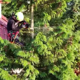 Pracownik w kasku i uprzęży, z piłą spalinową, przycina gałęzie wysokiego drzewa iglastego rosnącego blisko dachu budynku.