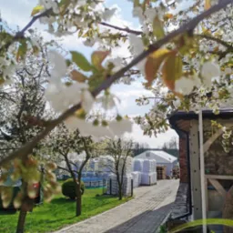 Wiosenny widok na skład opału z kwitnącymi drzewami w tle, palety z workami opału ustawione w rzędach, widoczne zza ogrodzenia i ścieżki.