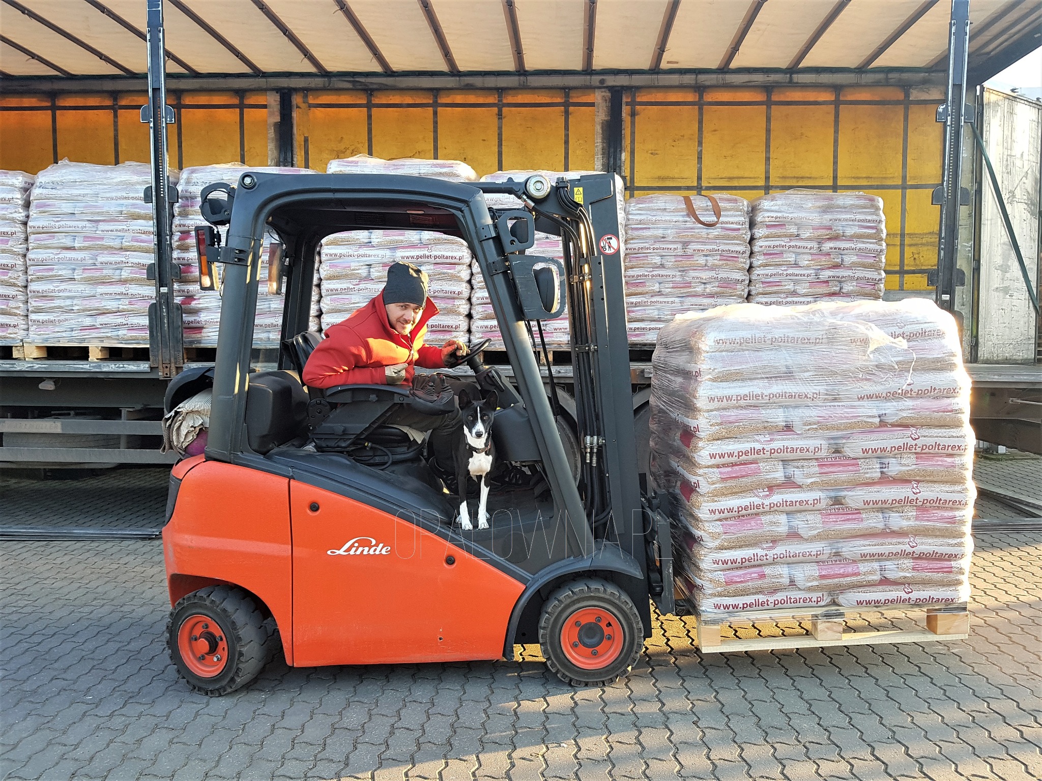 Operator wózka widłowego Linde, z uśmiechem, transportuje paletę z workami pelletu; w kabinie siedzi pies rasy border collie, w tle załadowana ciężarówka.