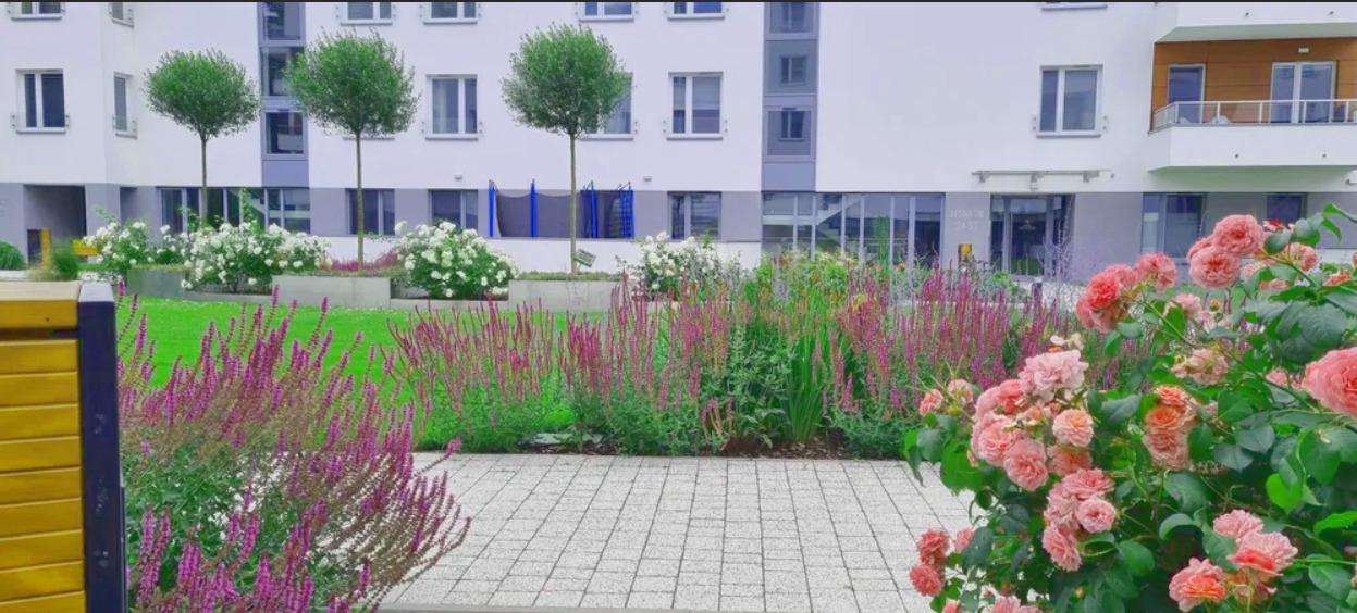Kwitnący ogród przed nowoczesnym budynkiem apartamentowym, różowe róże i fioletowe szałwie na pierwszym planie, trawnik, drzewa kuliste i białe kwiaty w tle.