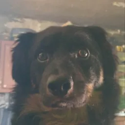 Portret z bliska czarnego psa z brązowymi akcentami na tle ściany i fragmentu mebla.