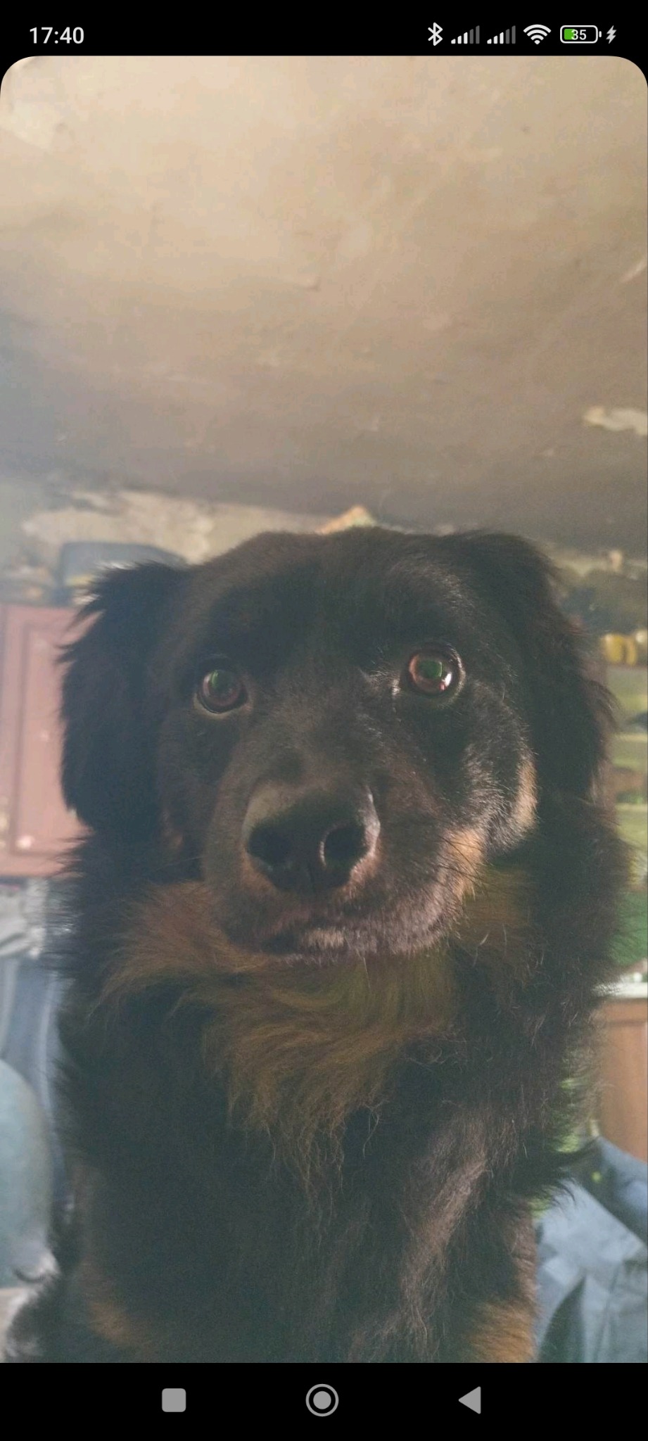 Portret z bliska czarnego psa z brązowymi akcentami na tle ściany i fragmentu mebla.