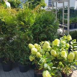 Green Media - architektura krajobrazu - Rośliny ozdobne w donicach, tuje i hortensje, przygotowane do transportu na metalowym wózku. Widoczny fragment roweru i chodnika z kostki.