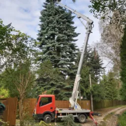 Czerwony podnośnik koszowy z wysięgnikiem, przycinanie wysokiej, srebrnej jodły w ogrodzie, odcięte gałęzie leżą na ziemi.