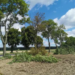Drzewa po wycince gałęzi w Ciechanowie, z widocznymi ściętymi konarami na polu i przy drodze, na tle błękitnego nieba z chmurami.