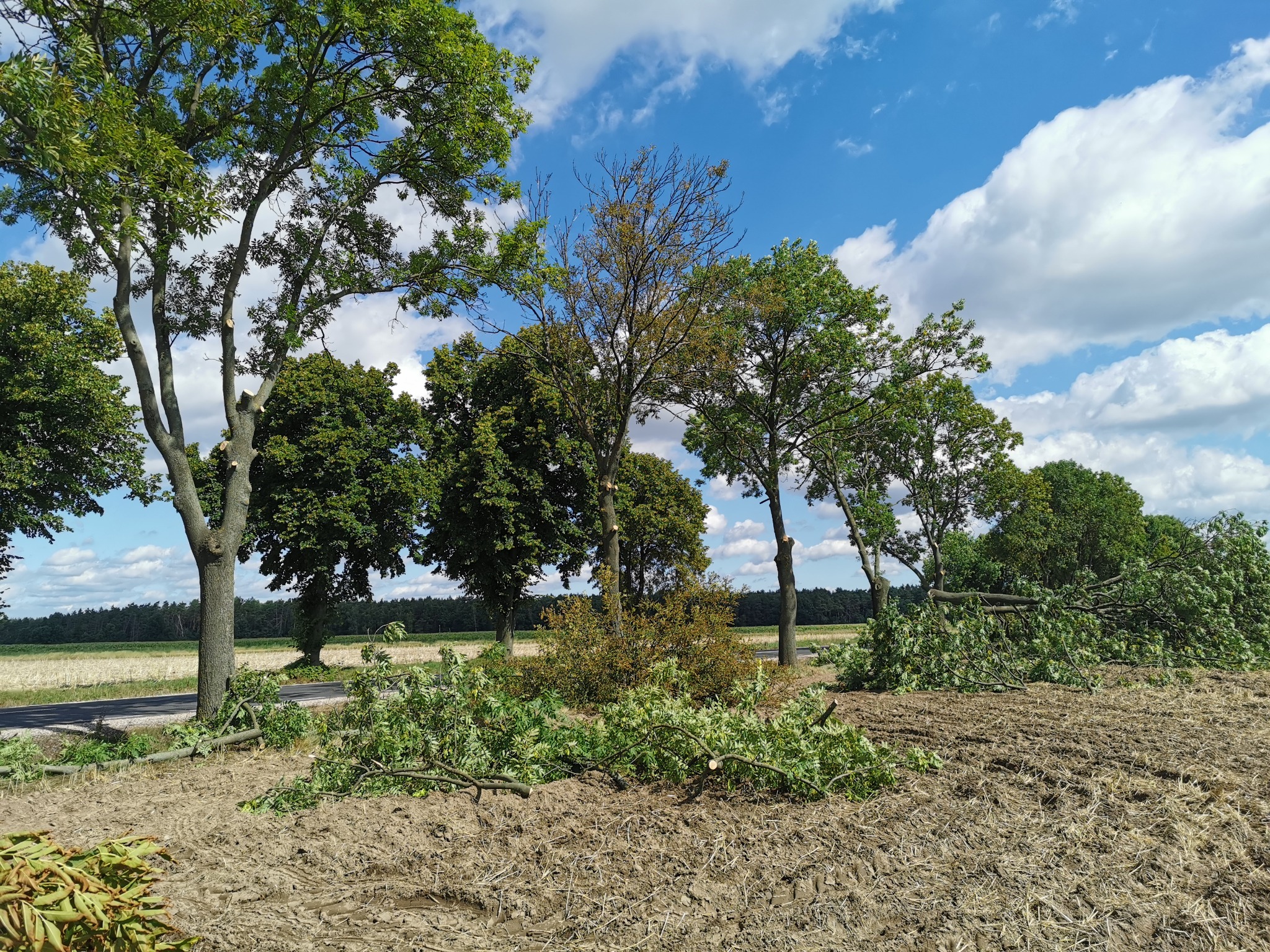 Drzewa po wycince gałęzi w Ciechanowie, z widocznymi ściętymi konarami na polu i przy drodze, na tle błękitnego nieba z chmurami.