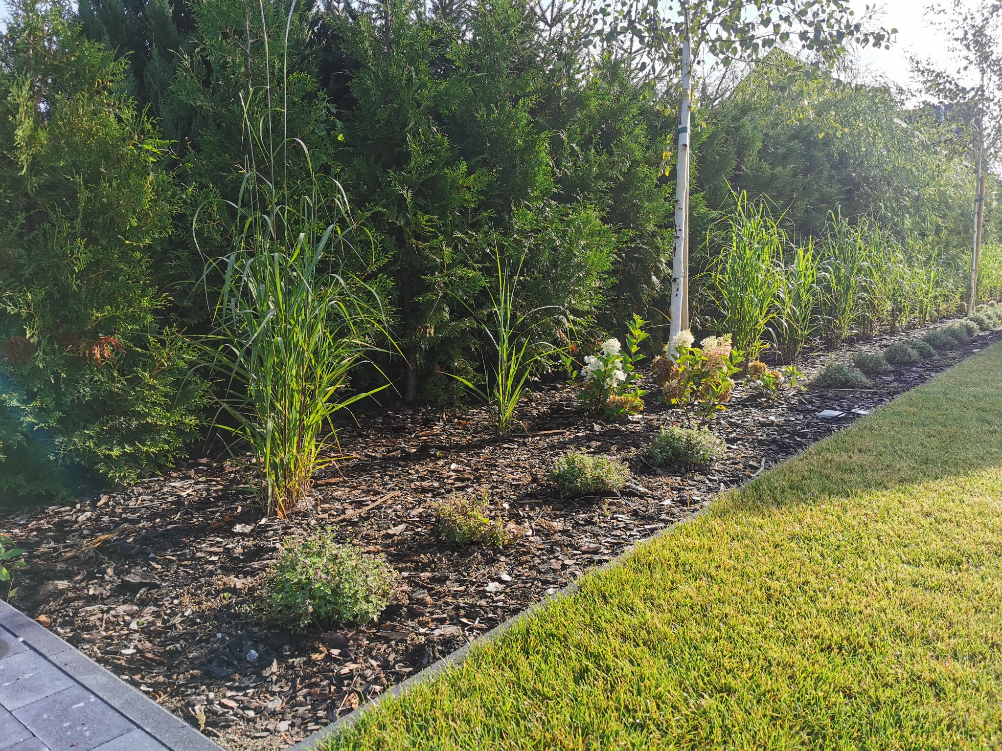 Uporządkowany ogród z rabatą wysypaną korą, ozdobnymi trawami, niskimi krzewami i obrzeżem z kostki, przylegający do zadbanego trawnika i żywopłotu z tui.