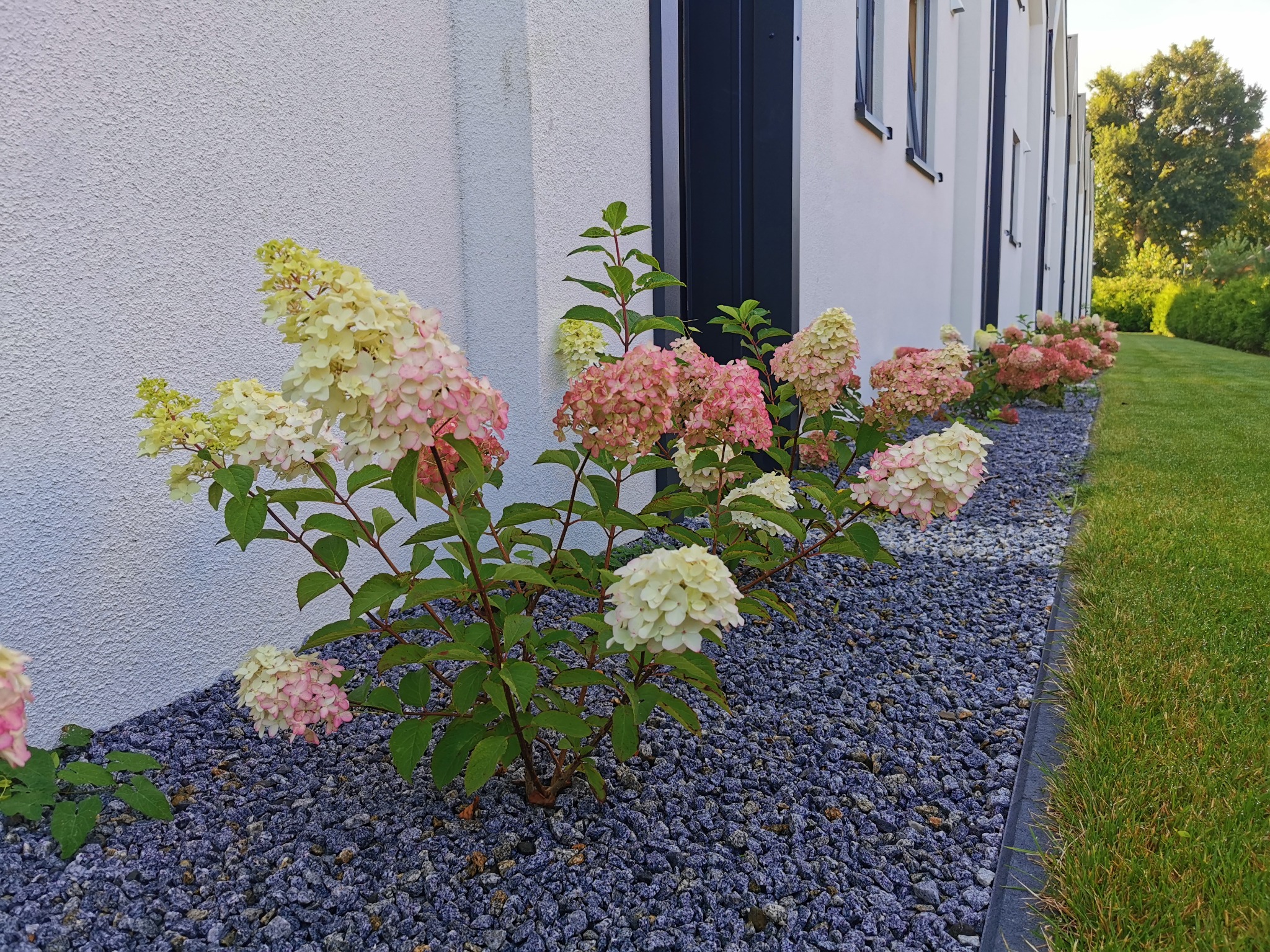Kwitnące hortensje bukietowe 'Limelight' i 'Vanille Fraise' posadzone wzdłuż białej ściany domu, wysypane dekoracyjnym, ciemnym grysem.