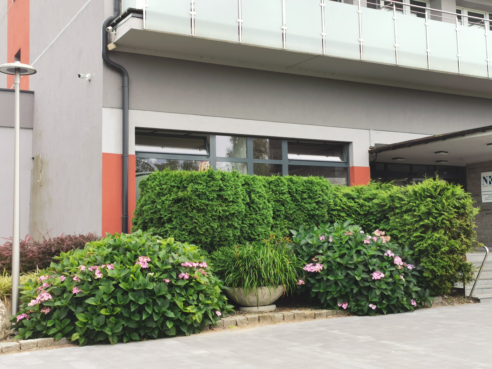 Krzewy hortensji z różowymi kwiatami i formowane tuje przed budynkiem z szarą elewacją i balkonem.