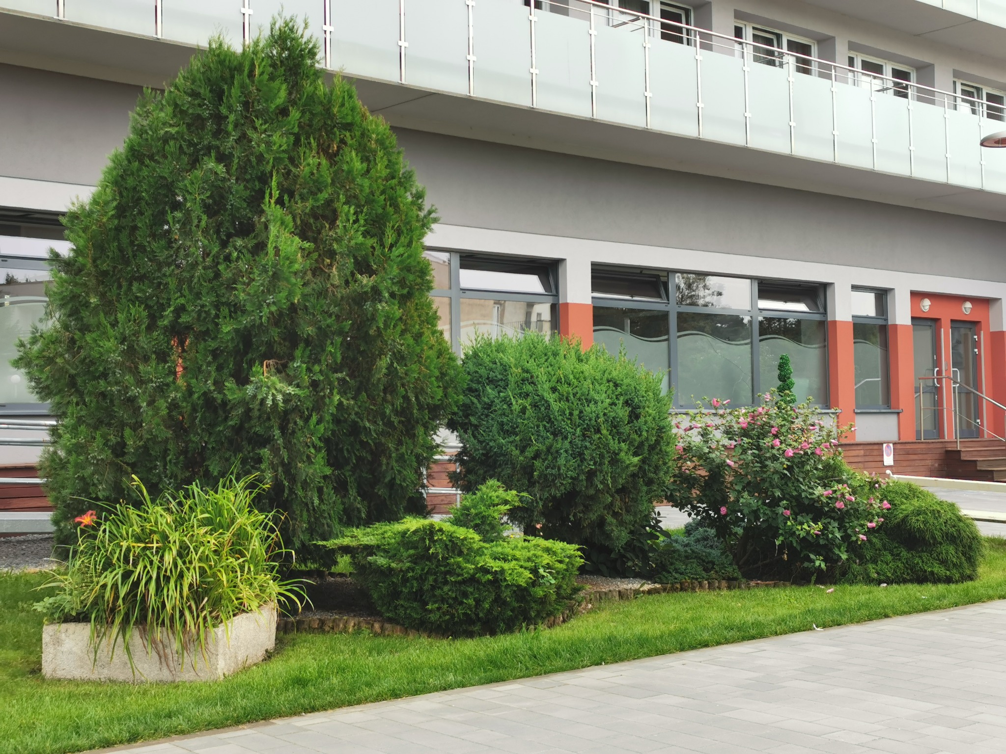 Uformowane krzewy iglaste i kwitnące krzewy przed nowoczesnym budynkiem z balkonami, trawnik i kostka brukowa.