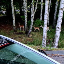 Wynajem kierowców i operatorów maszyn Ruda Śląska 4