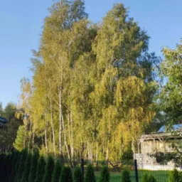 Równy szpaler ciemnozielonych tui wzdłuż siatki ogrodzeniowej, za nimi grupa wysokich brzóz z żółknącymi liśćmi na tle błękitnego nieba.