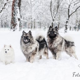 FOTOGRAFIKA Anna Pszczułkowska - Trzy psy (dwa Keeshondy i jeden szpic japoński) stojące w śniegu w zimowym parku, śnieg na futrze, logo fotografa w prawym dolnym rogu.